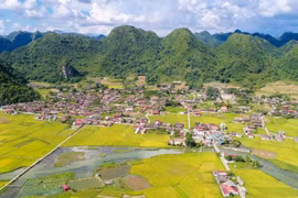 Belleza de temporada de cosecha de arroz en valle de Bac Son en Vietnam 