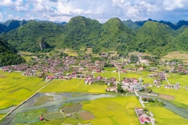 Belleza de temporada de cosecha de arroz en valle de Bac Son en Vietnam 