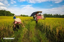 Foto ilustrativa (Fuente: Vietnamplus)