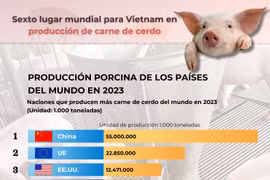 Sexto lugar mundial para Vietna﻿m en producción de carne de cerdo