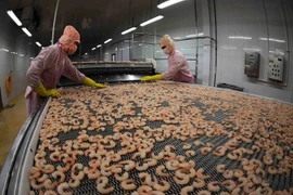 Procesamiento profundo aumenta competitividad de camarón vietnamita