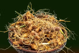 Vietnam por construir marca internacional para el ginseng