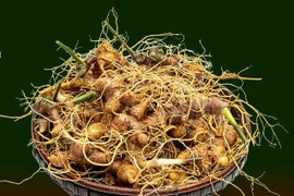 Vietnam por construir marca internacional para el ginseng