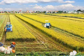 Agricultura: plataforma sólida de la economía vietnamita