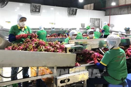 Sector agrícola de Vietnam por impulsar procesamiento profundo