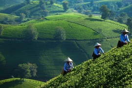 Vietnam se esmera en reducir pobreza y brecha de desarrollo en áreas remotas