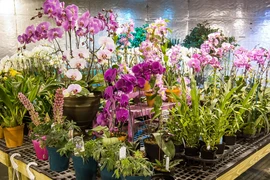 Floricultores de Hanoi aplican alta tecnología para aumentar ingresos