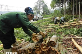 Vietnam afirma posición 'dominante' en industria mundial de canela