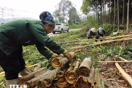 Vietnam afirma posición 'dominante' en industria mundial de canela