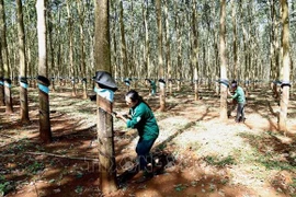 Prevén dificultades para exportación de caucho de Vietnam en último trimestre del año
