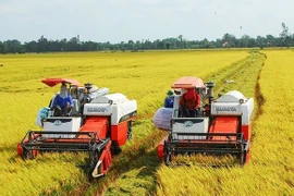 Aumentarán exportaciones de arroz vietnamita en 2023