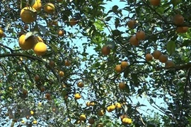 Códigos de área de cultivo: Llave para abrir puerta de productos agrícolas vietnamitas al mundo