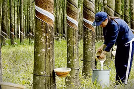 Elevan competitividad de caucho vietnamita en mercado internacional
