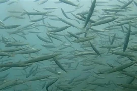 Colocación de arrecifes artificiales ayuda a proteger recursos pesqueros en provincia de Ca Mau