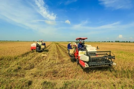 Nuevas oportunidades y desafíos para exportación del arroz de Vietnam