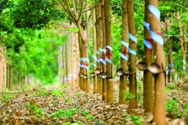 Impulsan sostenibilidad en industria de caucho de Vietnam