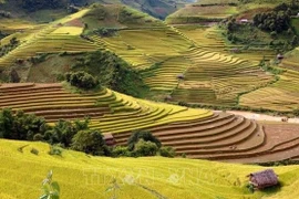 Buscan convertir terrazas de arroz en producto turístico único del Noroeste de Vietnam