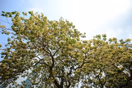 Árbol de 300 años, tesoro de una aldea vietnamita
