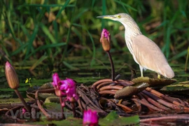 Admirar la belleza de aves en Parque Nacional Tram Chim