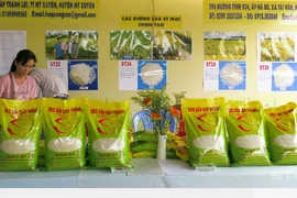 (Televisión) Reconocen al arroz de provincia vietnamita de Soc Trang como el mejor del mundo 