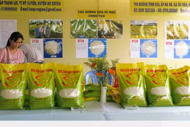 (Televisión) Reconocen al arroz de provincia vietnamita de Soc Trang como el mejor del mundo 
