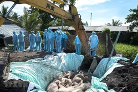 Sacrificaron en Hanoi más del 20 por ciento del rebaño porcino por epidemia