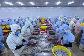(Televisión) En alza exportaciones de camarón de Vietnam a Estados Unidos y Japón