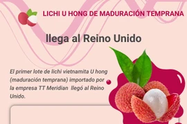 Llega a Reino Unido primer lote de lichi vietnamita U hong