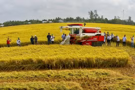 Desarrollan marcas comerciales para productos agrícolas vietnamitas