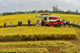 Desarrollan marcas comerciales para productos agrícolas vietnamitas