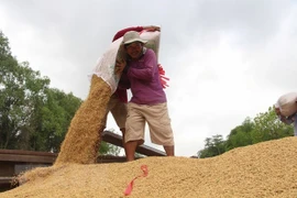 (Televisión) Vietnam puede convertirse en el primer exportador mundial de arroz