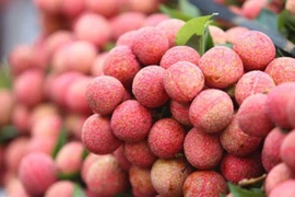 Distrito de Luc Ngan: centro de cultivo de lichi en Vietnam