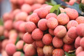 Distrito de Luc Ngan: centro de cultivo de lichi en Vietnam