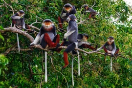 Protegen y promueven la biodiversidad para el desarrollo sostenible