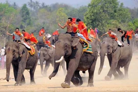 (Video) Carreras de elefantes, festival singular de etnias minoritarias en Vietnam