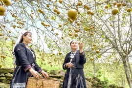 Provincia de Tuyen Quang se enfoca en desarrollar frutas especiales