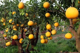 Pomelo Dien: especialidad de Hanoi