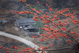 Temporada de algodoneros rojos en la meseta rocosa de Ha Giang en Vietnam