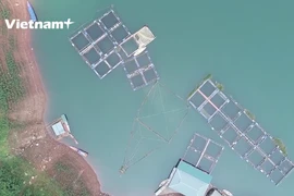 Campesinos se enriquecen gracias a piscicultura semi-salvaje en embalse hidroeléctrico de Hoa Binh