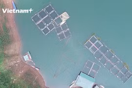 Campesinos se enriquecen gracias a piscicultura semi-salvaje en embalse hidroeléctrico de Hoa Binh