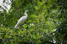 Vietnam clasifica entre países con alta biodiversidad en el mundo