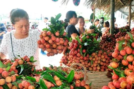 (Televisión) Comercializan con éxito cerca de 30 toneladas de lichi vietnamita en billetera digital