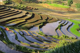 Belleza espectacular de las terrazas arroceras en la comuna de vietnamita Y Ty