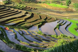 Belleza espectacular de las terrazas arroceras en la comuna de vietnamita Y Ty