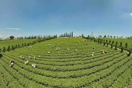 Lam Dong proyecta mejorar eficiencia e impulsar desarrollo sostenible de industria del té