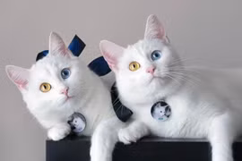(Video) Gatos benditos en el primer concurso de gato en Vietnam