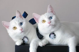 (Video) Gatos benditos en el primer concurso de gato en Vietnam