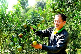(Video) Mandarina Muong Khuong: una especialidad en las tierras altas del noroeste