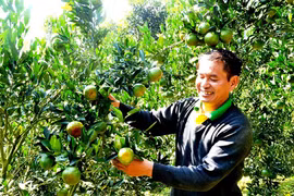 (Video) Mandarina Muong Khuong: una especialidad en las tierras altas del noroeste