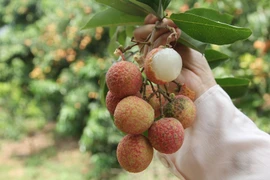 (Video) Temporada de cosecha del lichi de Luc Ngan en provincia vietnamita de Bac Giang